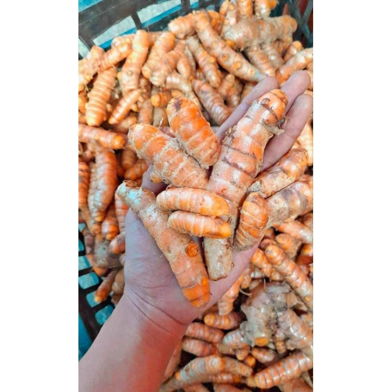 

kunir/kunyit fres 1kg