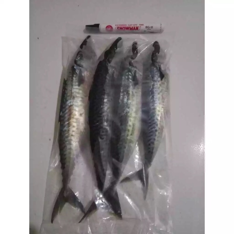 

Ikan Mackarel / Salem Mackarel Fish Fresh Frozen 1Kg BERGARANSI