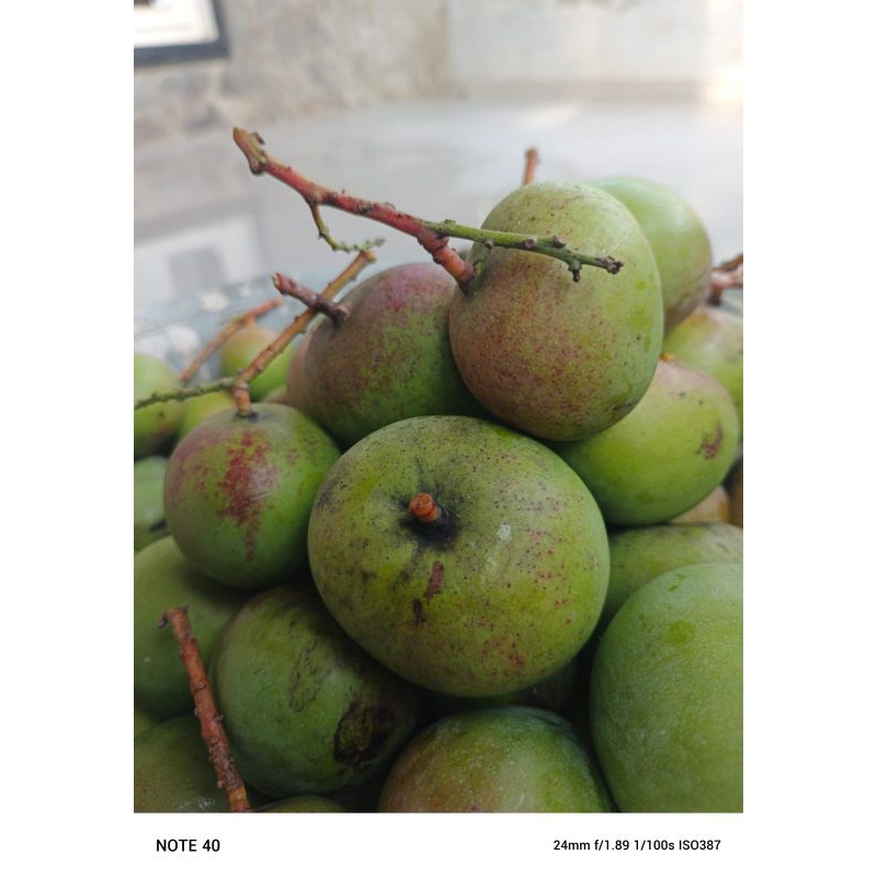 

mangga muda apel,1kg covok buat rujskan