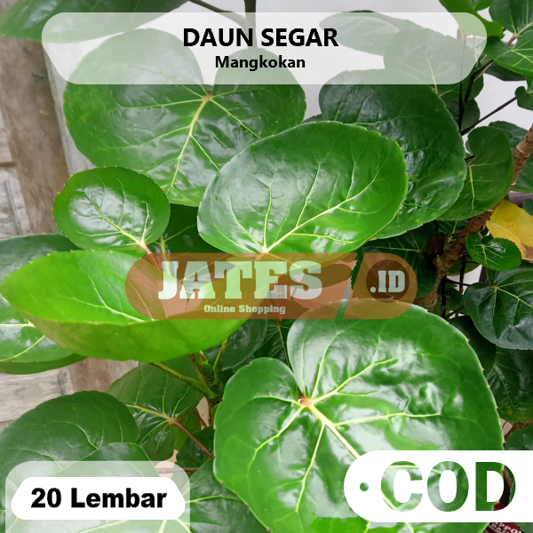 

Daun Mangkokan Mamangkokan Segar 20 Lembar