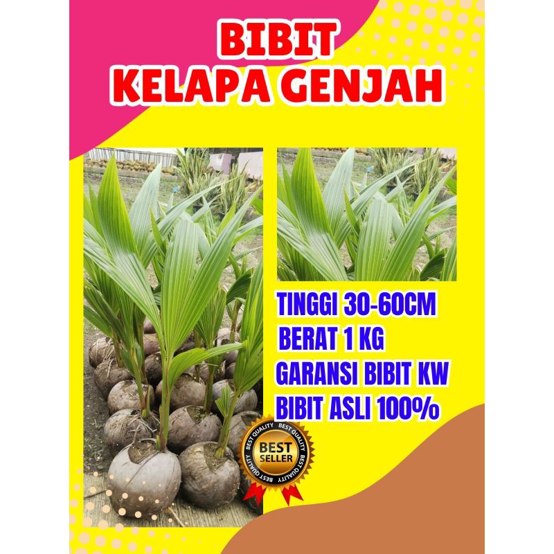 CEPAT BERBUAH..! Bibit Kelapa Hijau
