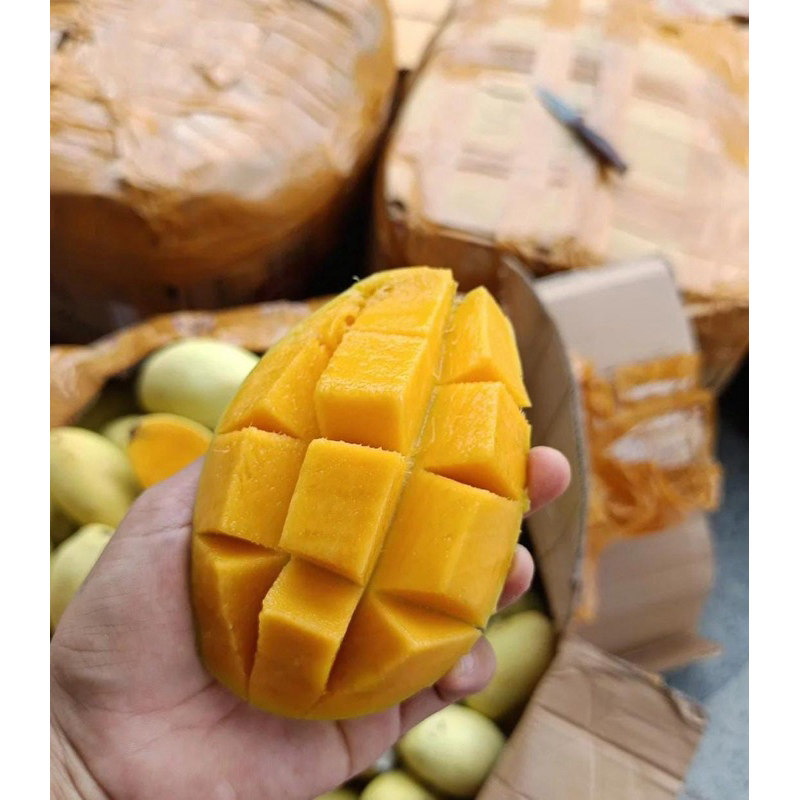 

Mangga Susu Thailand