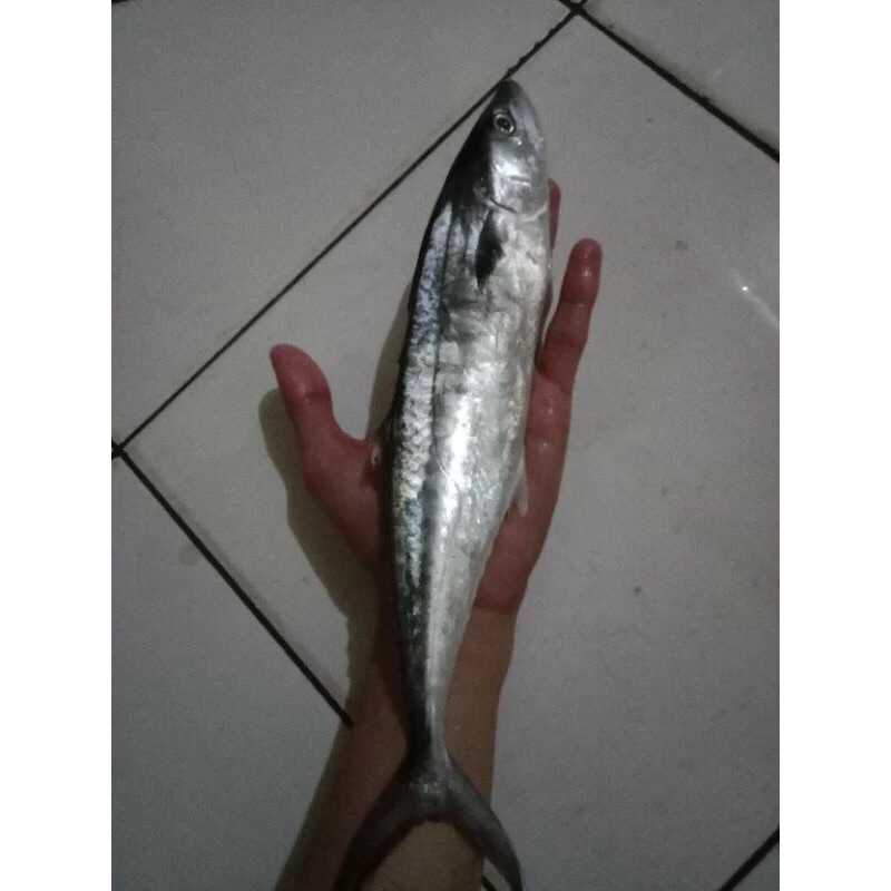 

Ikan Tenggiri Segar / Baby Tenggiri Fresh Frozen 1Kg BERGARANSI