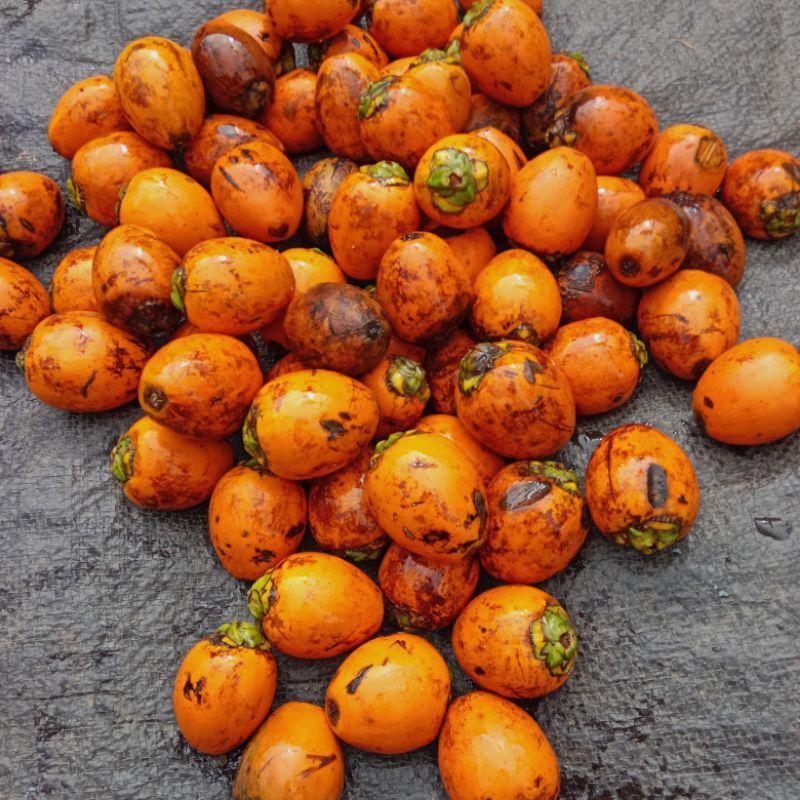 

pinang betara tua murah 1000 gram