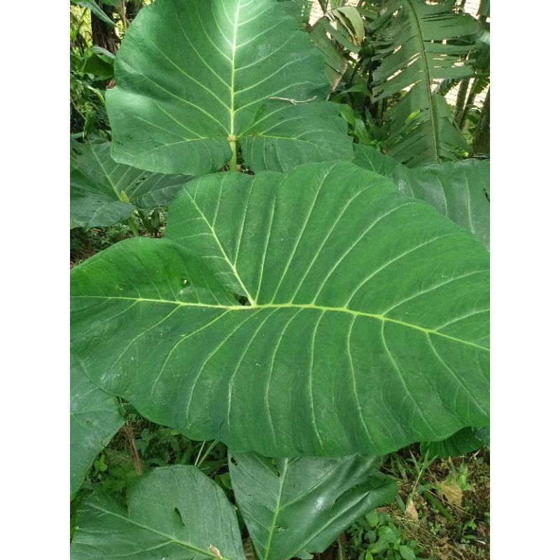 

jual daun talas gajah super jumbo,daun talas bahan baku smoking super jumbo terlaris