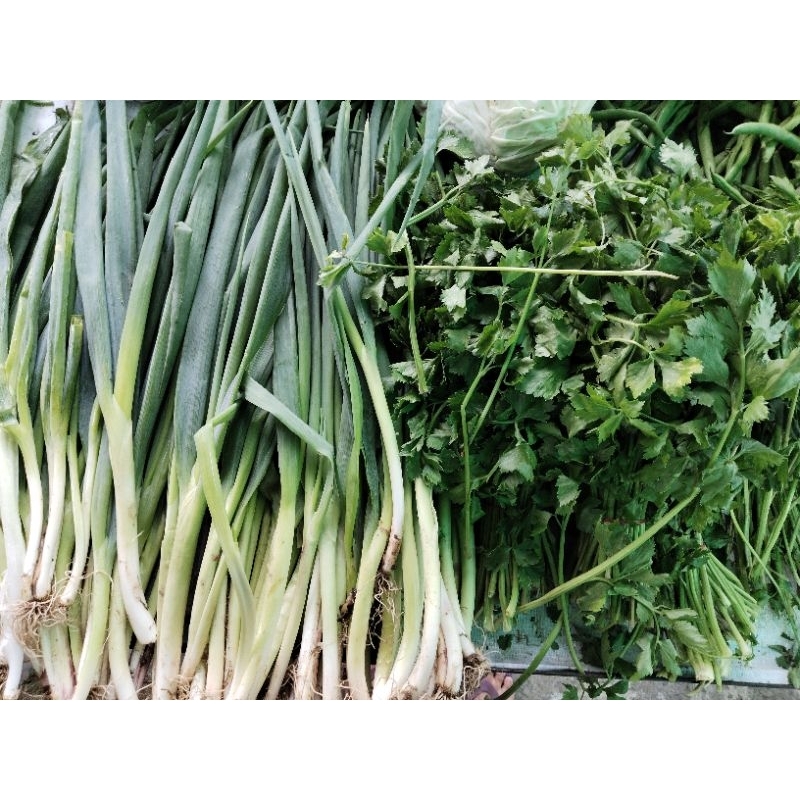 

DAUN BAWANG SELEDRY