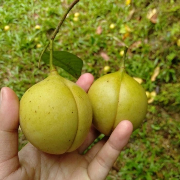 

BUAH PALA SEGAR 1KG BULAT SUPER besar
