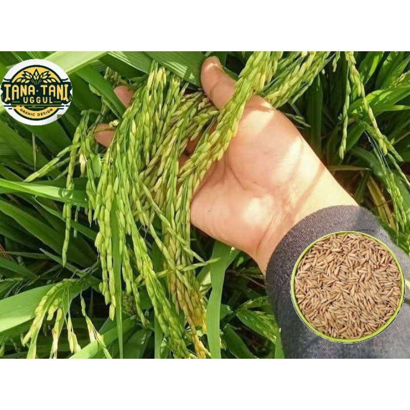 COD BENIH BIBIT PADI CIHERANG MUTIARA SUPER UNGGUL 1KG