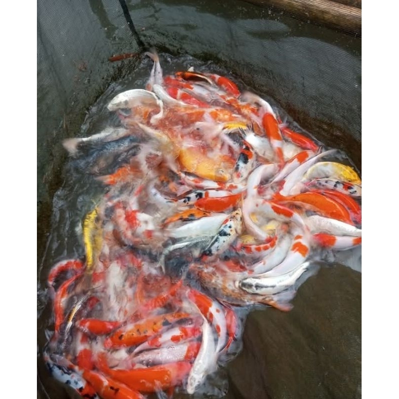 Ikan Koi Size 30 Cm