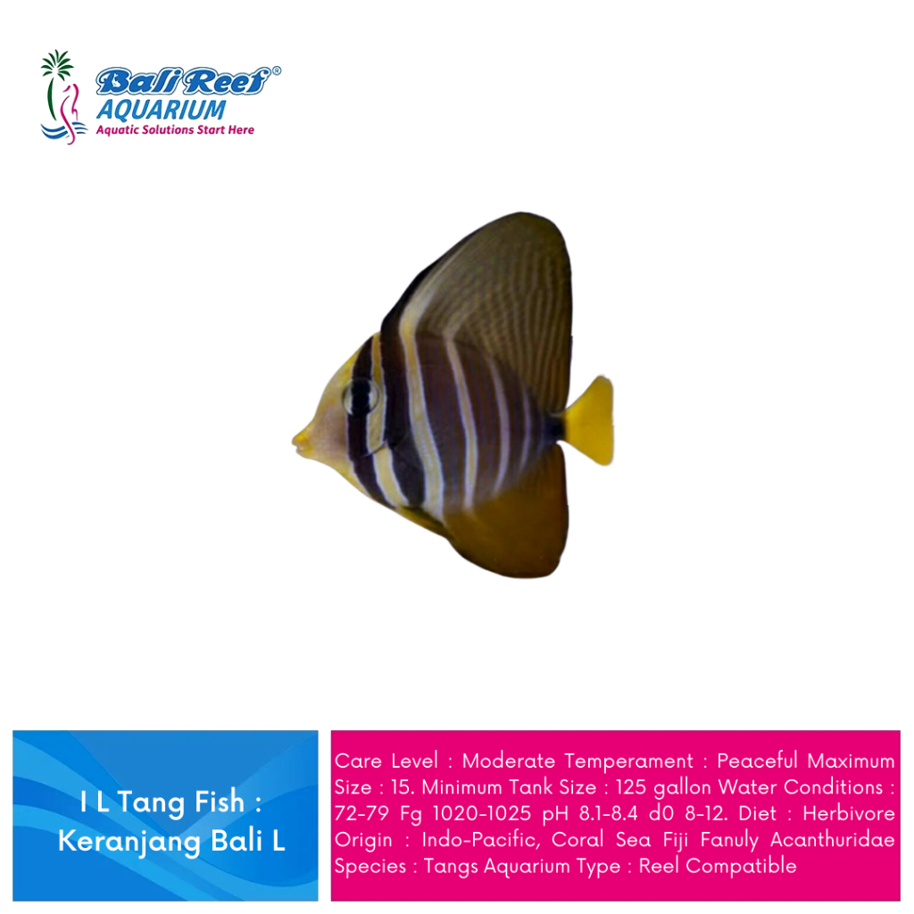 Hiasan Aquarium Ikan Hias Air Laut Keranjang Bali Large