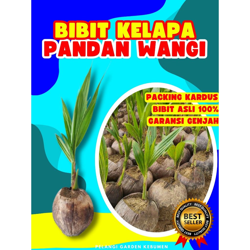 BIBIT UNGGUL  Tanaman Kelapa Pandan Wangi Durian, Tanaman Kelapa Pandan Wangi F1