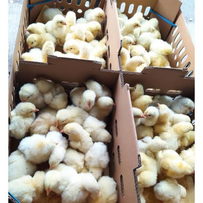 DocBroiler