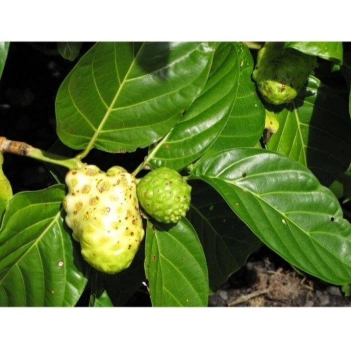 

daun mengkudu muda segar per 200grm