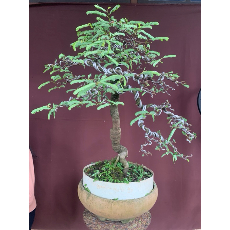 BONSAI ASAM JAWA