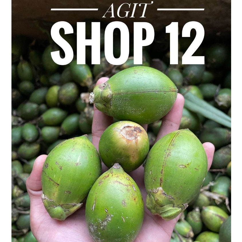

Jual Buah Pinang Muda / Jambe Muda Fresh Segar 1 kg Di Petik Dadakan