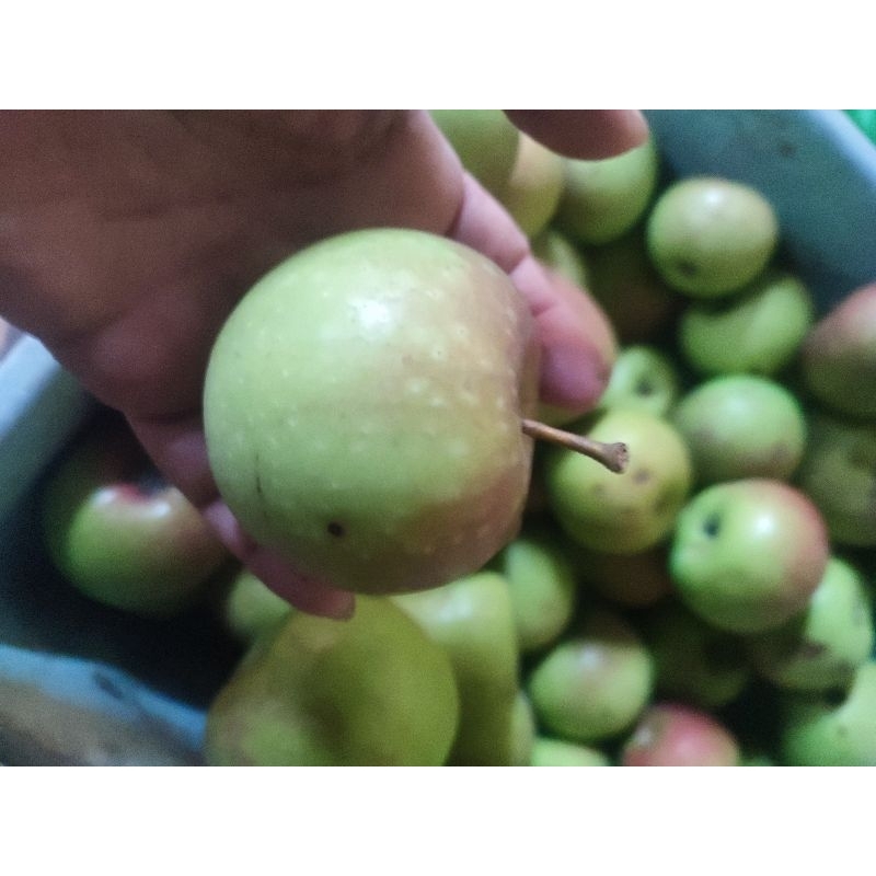 

apel manalagi ukuran sedang 1 kg isi kurang lebih 15