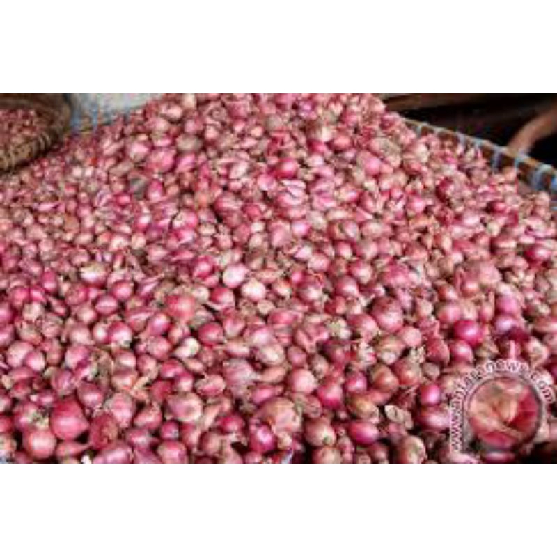 

BAWANG MERAH LOKAL ( BUKITTINGGI-SUMBAR)
