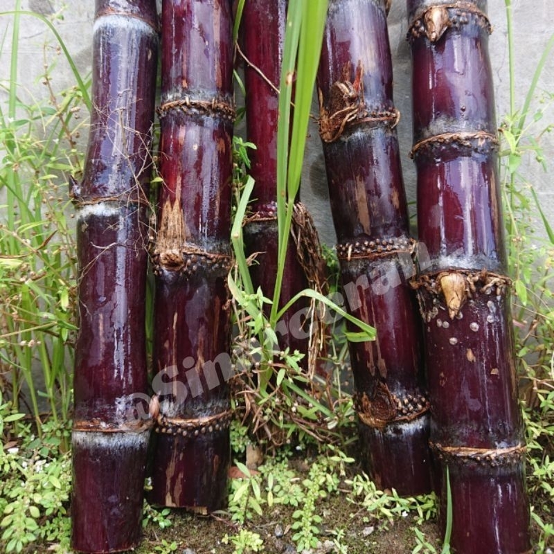 

TEBU HITAM BATANG TEBU IRENG SUPER 1 kg/ BIBIT STEK TEBU HITAM/BIBIT TEBU IRENG
