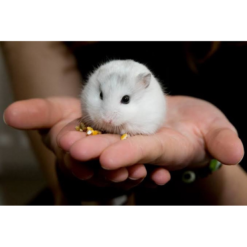 hamster winter white argente, pearl, golden