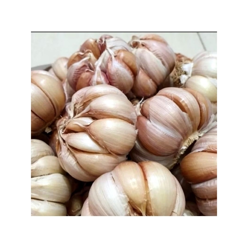 

Bawang Kating Segar – Kualitas Premium, Aroma Kuat, Tahan Lama