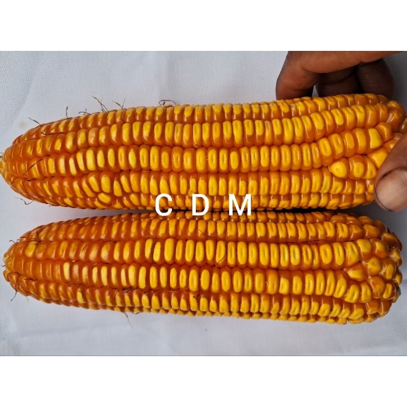 

bibit jagung lokal masih bonggolan kualitas unggul hasil pilihan petani