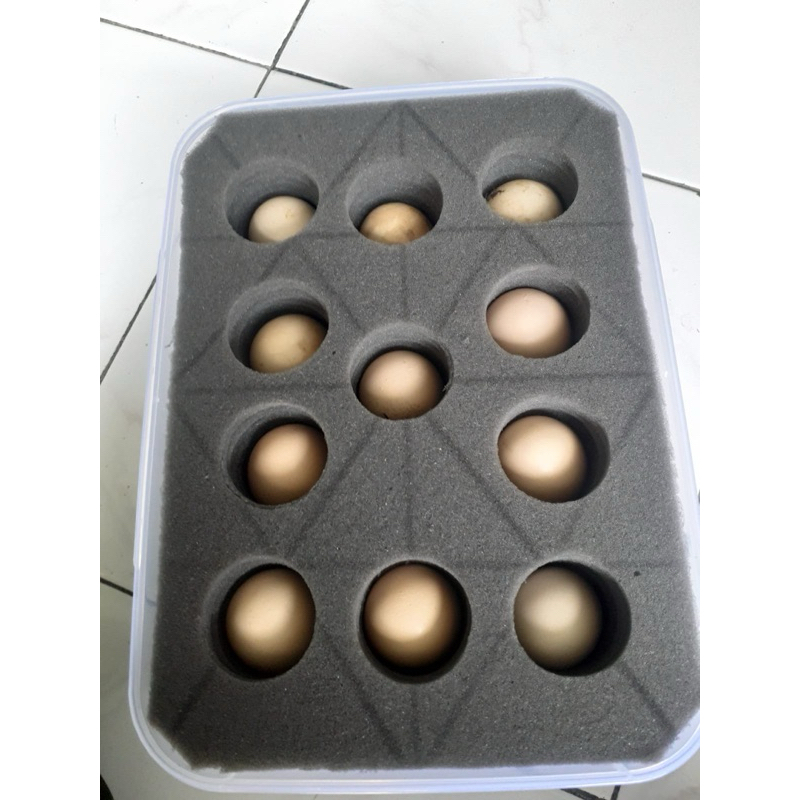 Telur Ayam Cemani Asli Kedu Bapak Safak