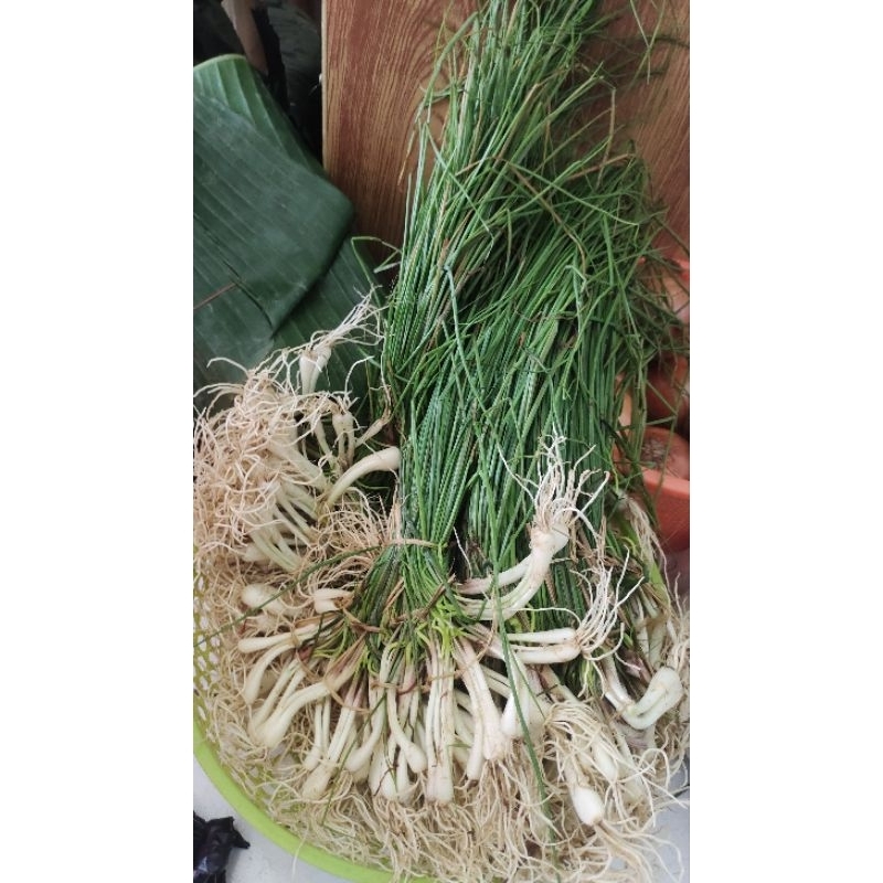 

bawang Batak seikat
