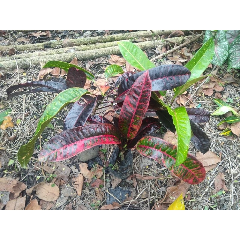 Tanaman Hias Puring Koleksi Puring Red Dragon