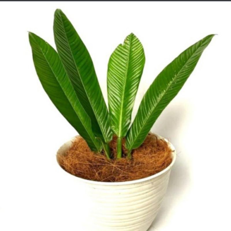 ANTHURIUM RINET TANAMAN HIAS ANTHURIUM RINET