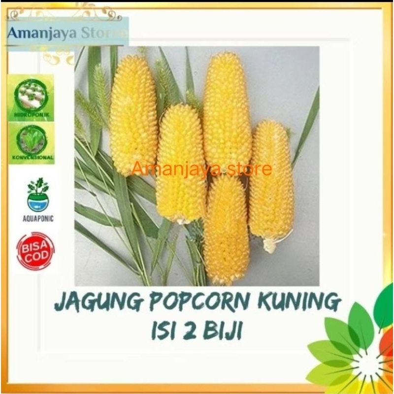 Benih bibit Jagung popcorn kuning isi 2 biji