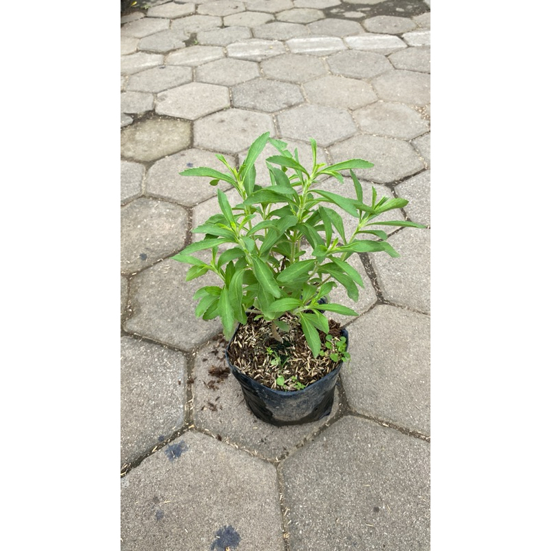 Stevia, Bibit Tanaman Stevia Berkualitas