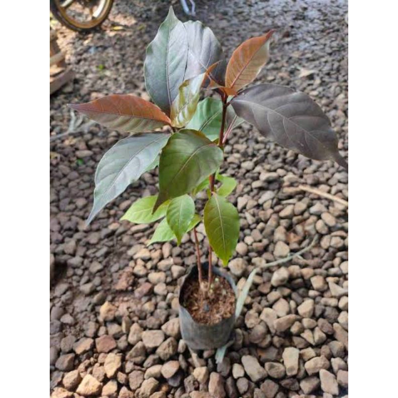 

daun Wungu Segar