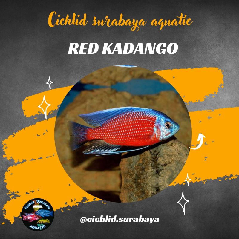 Red kadango cichlid