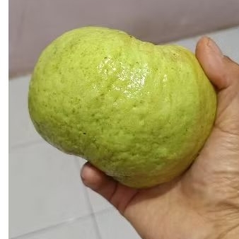 

Jambu kristal fresh 1 kg isi 4-5 biji langsung petani