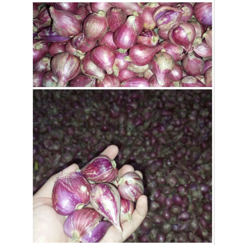 

BAWANG MERAH| LOKAL| Super kering|150gr