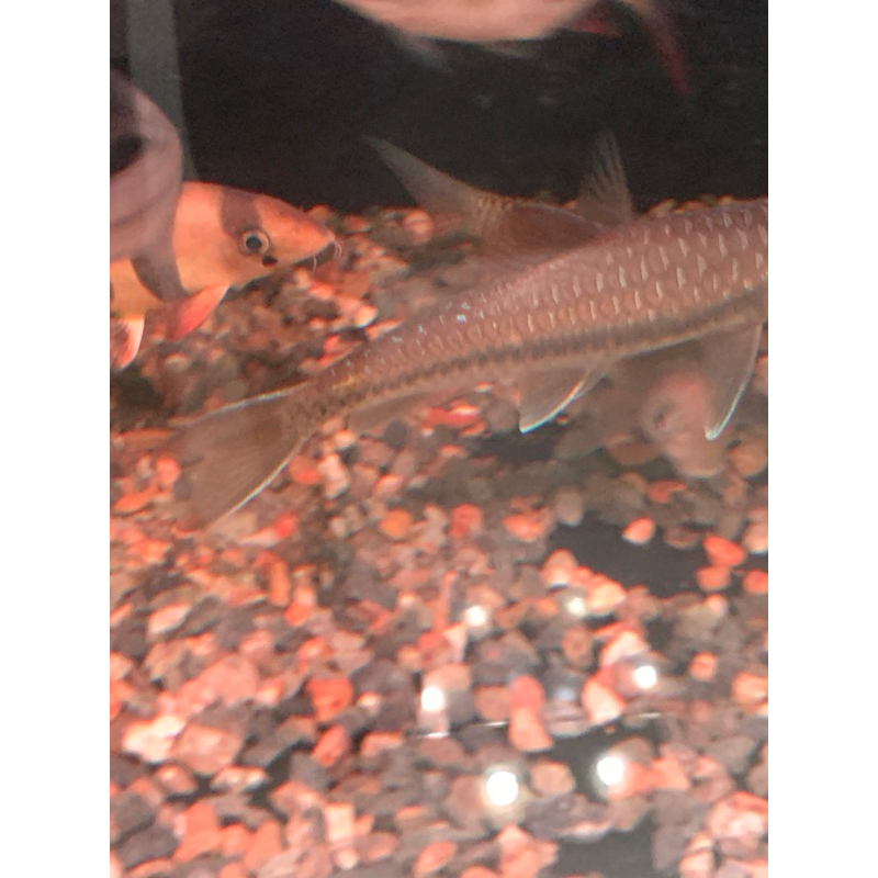 neo stracheyi cross blue (thailand blue mahseer) size 20cm