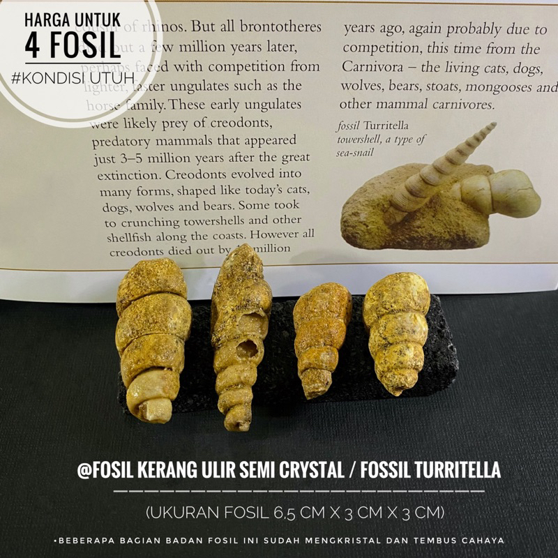 Fosil Keong Ulir Semi Crystal B73 atau Fossil Turritella atau Fosil Temuan atau Fosil Kol Buntet Ala