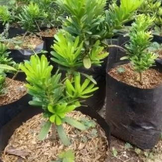 Tanaman Lohansung Cincuan / Kapsul bahan bonsai