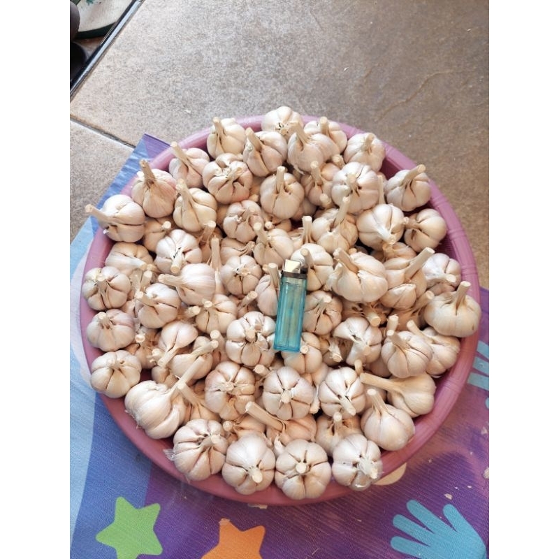

Bawang Putih kating