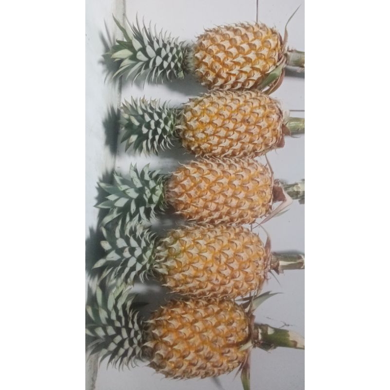 

Nanas palembang nanas madu