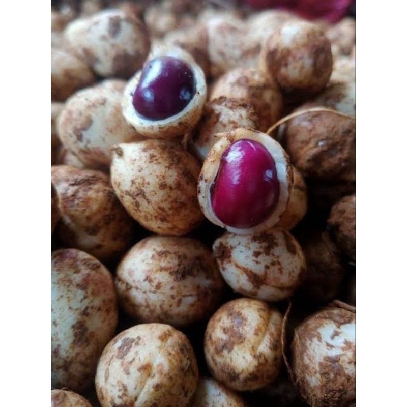 

KACANG TANAH POLONG/BOGOR KUALITAS TERBAIK BERSIH