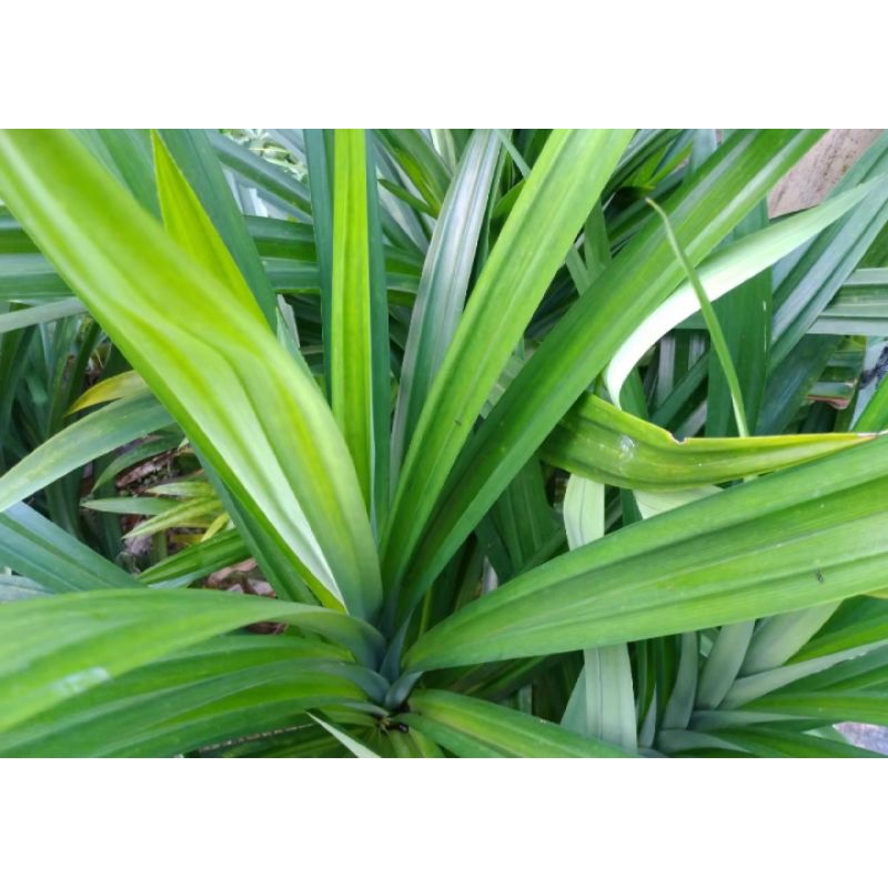 

DAUN PAANDAN SEGAR 10 HELAI