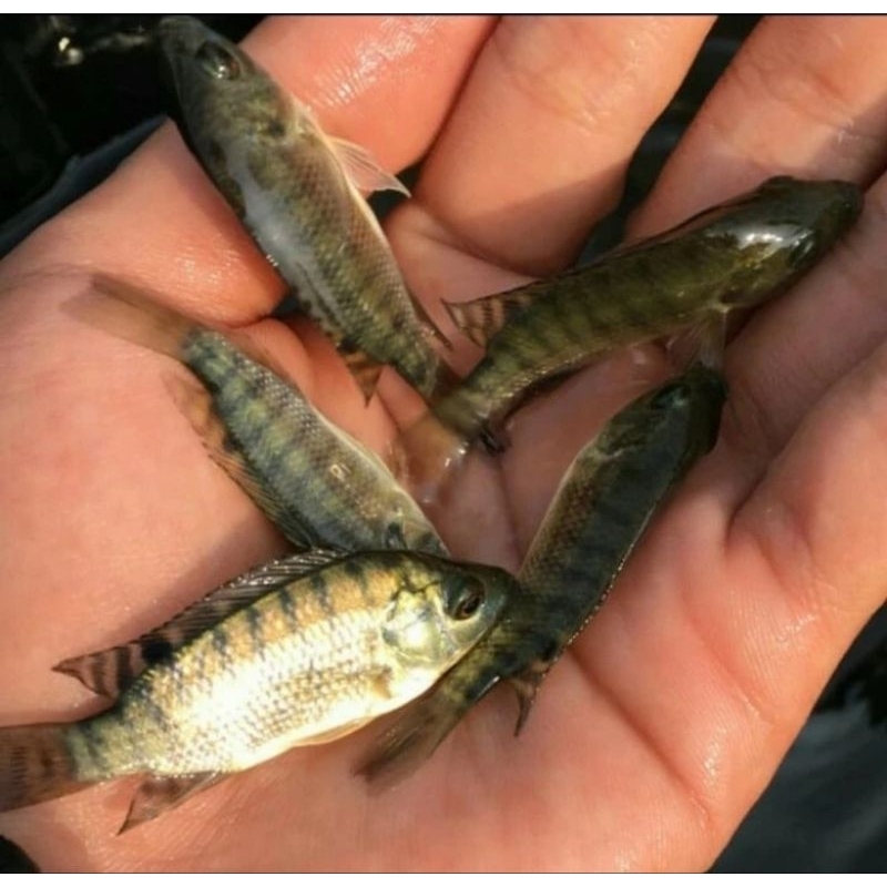 Bibit ikan nila hitam nirwana ukuran korek gas