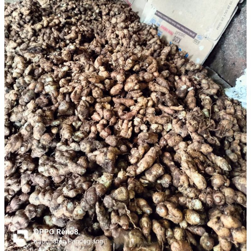

KENCUR FRESH 1KG bahan bumbu seblak