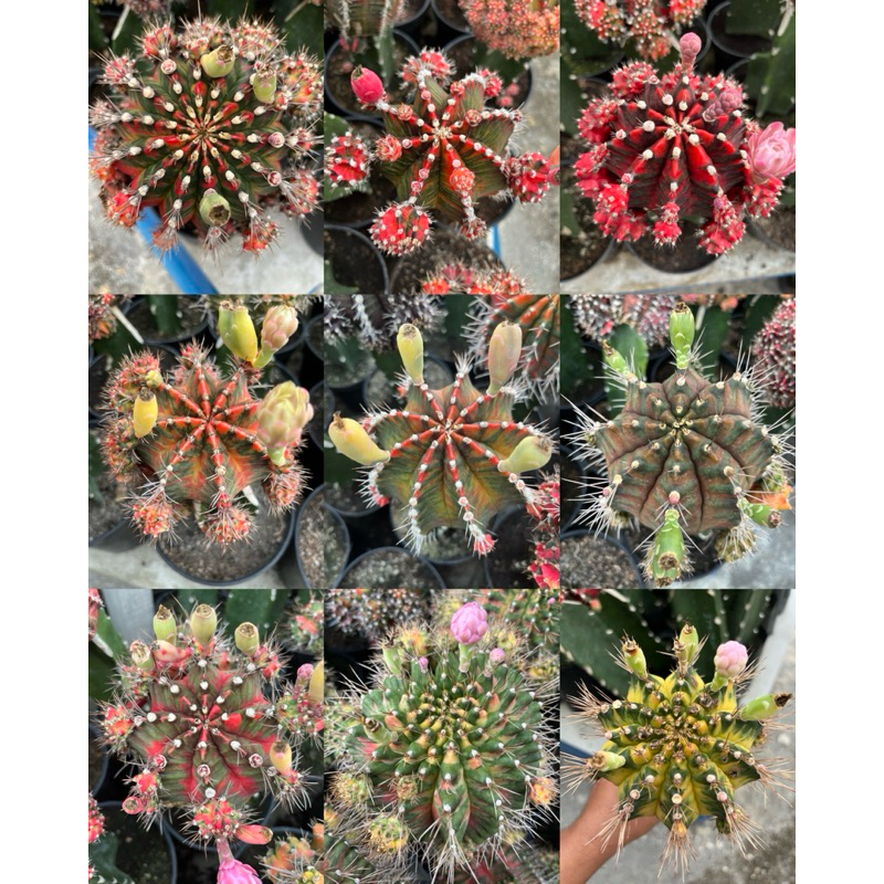 Biji Gymnocalycium Mihanovichii / Seed Gymno / Biji Gymno