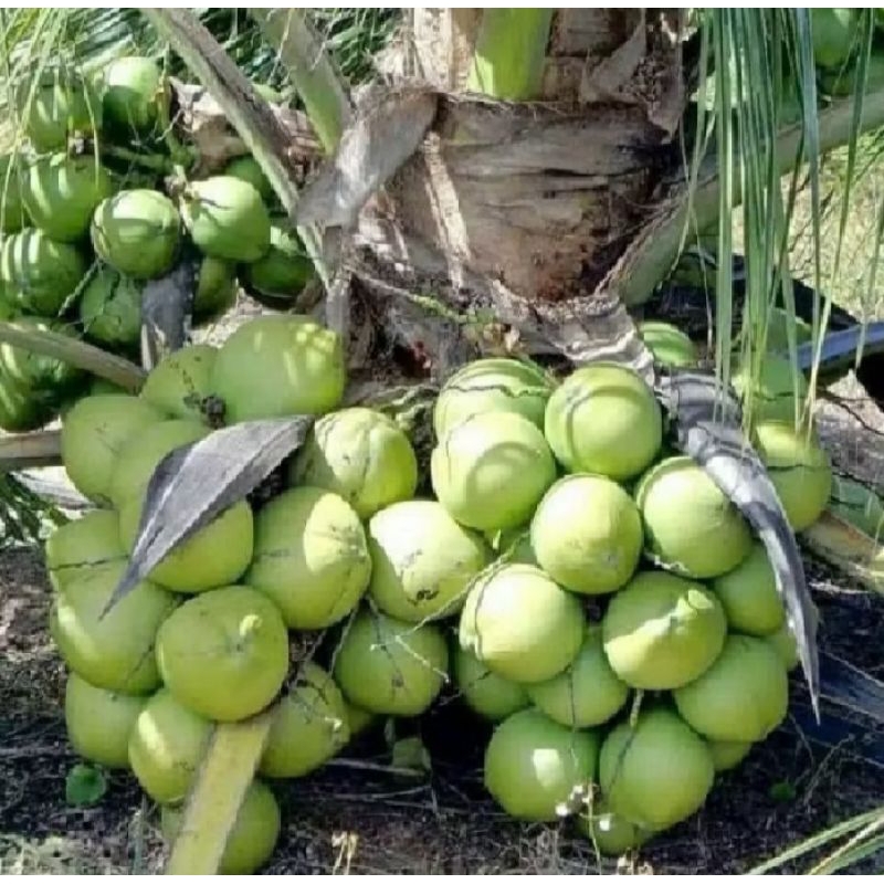 

kelapa muda utuh per buah/degan segar/kelapa muda Lumajang.