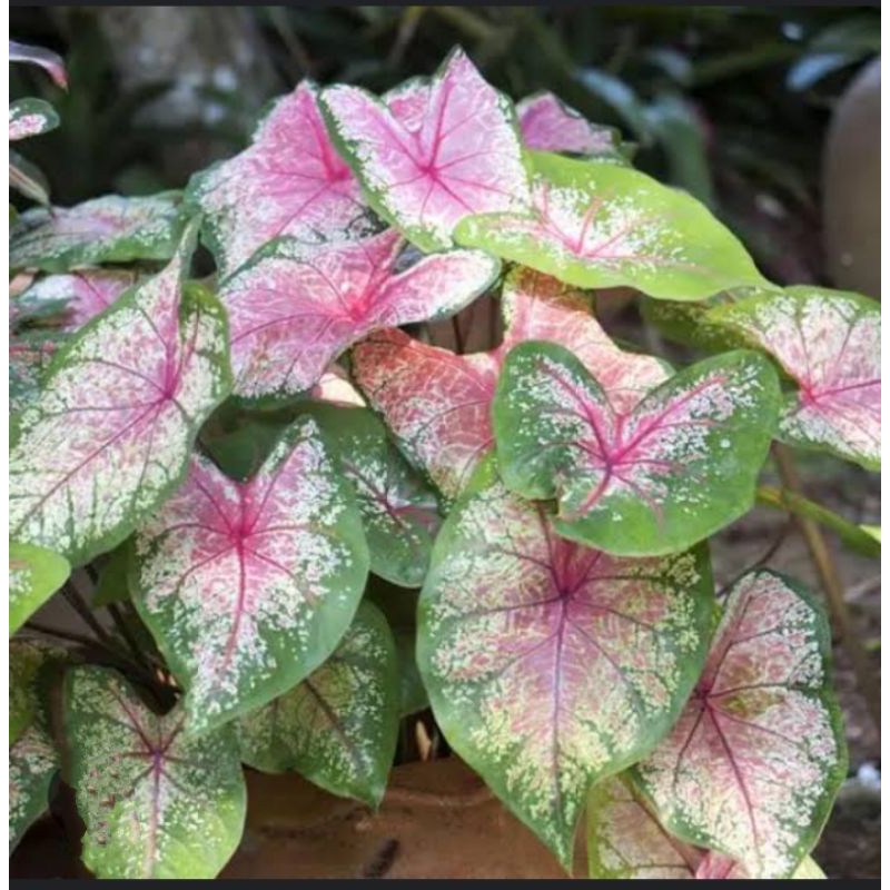 TANAMAN HIAS , KELADI , TANAMAN HIAS KELADI , BUNGA PINK