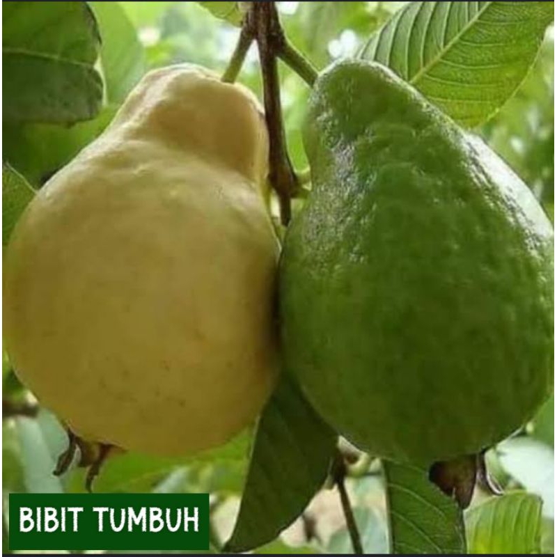 BIBIT JAMBU BIJI PEAR, BIBIT TUMBUHAN JAMBU BIJI, JAMBU BIJI PUTIH, JAMBU BIJI PEAR
