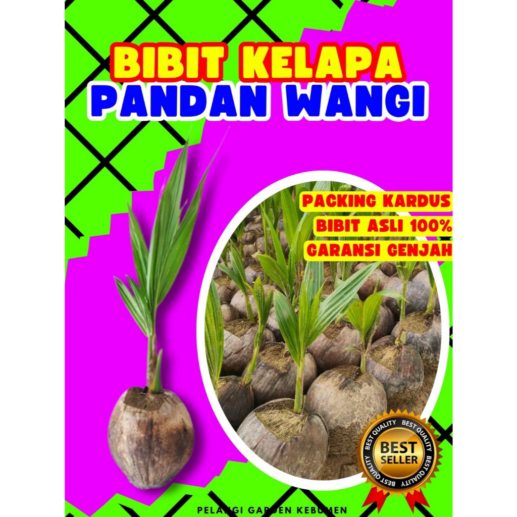 PROMO  Tanaman Kelapa Pandan Wangi F1, Tanaman Kelapa Pandan Wangi Fresh