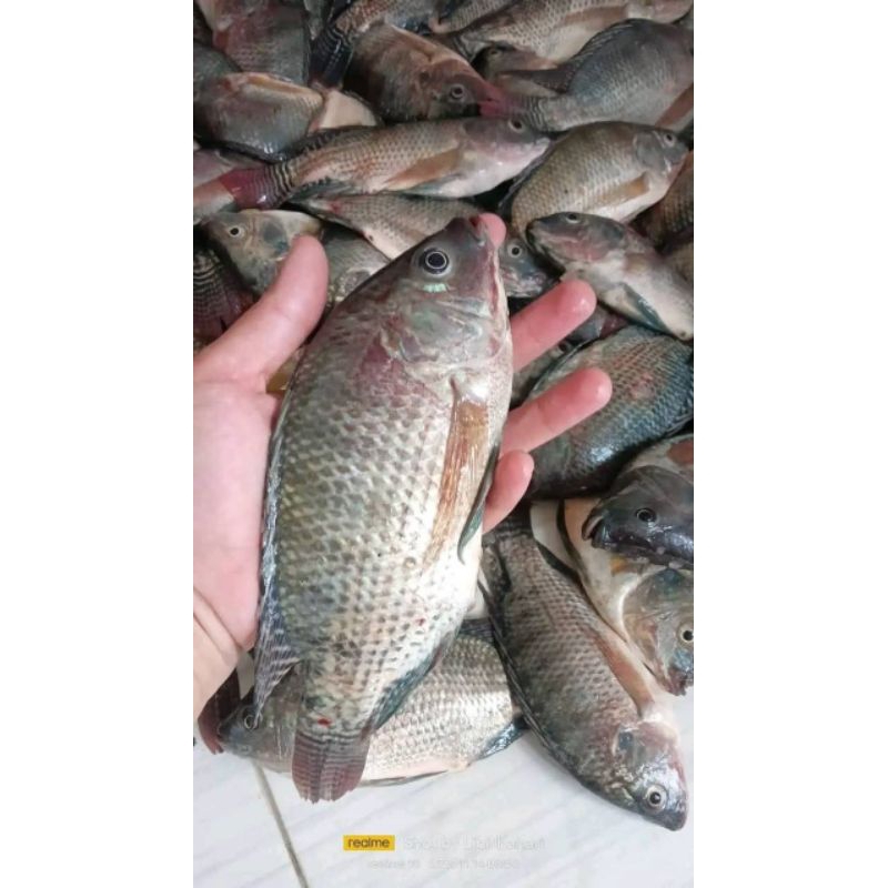 

Ikan Nila Freesh